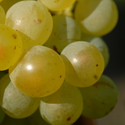 weisser Elbling Beeren 4